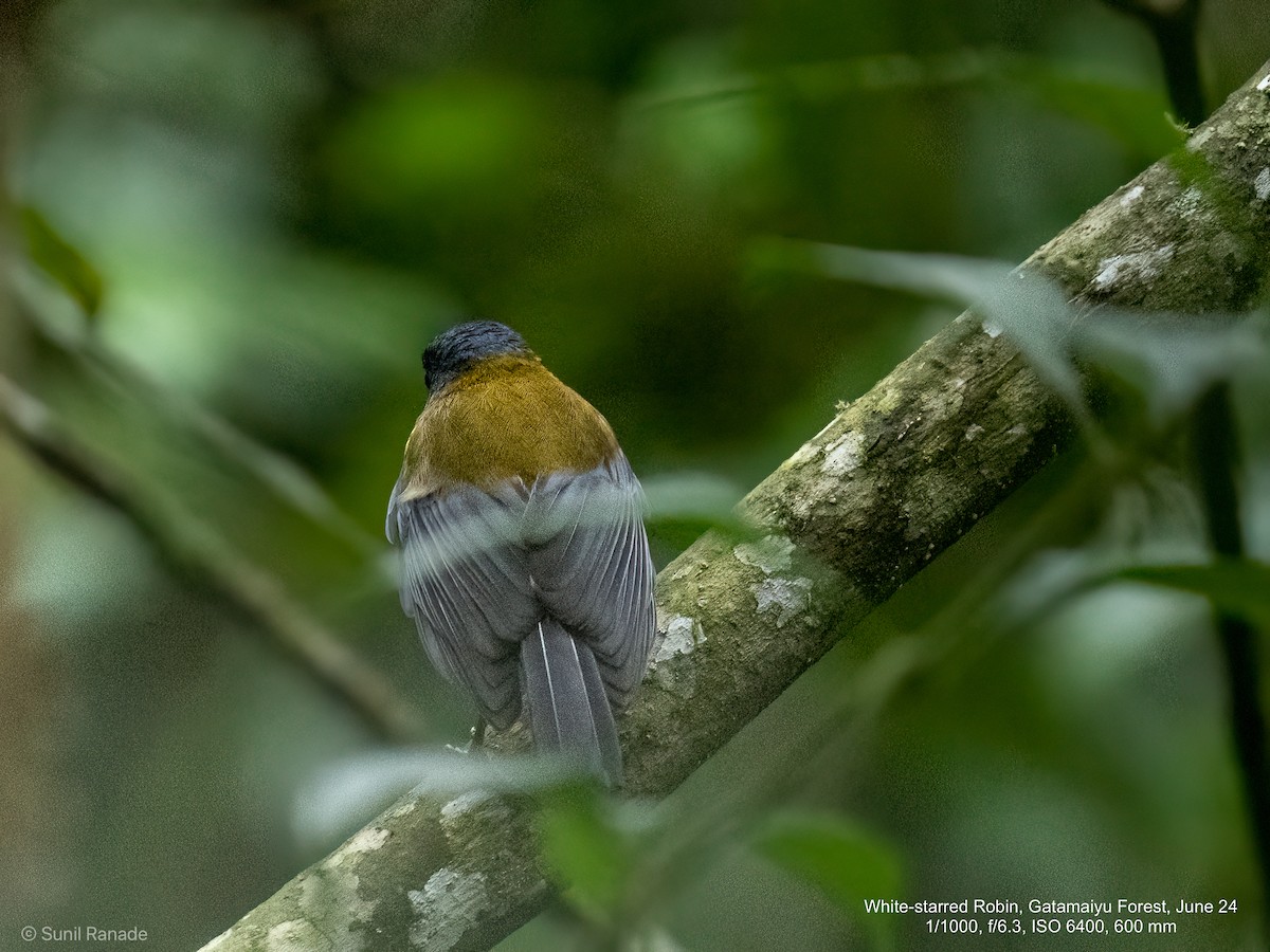 White-starred Robin - ML627261036