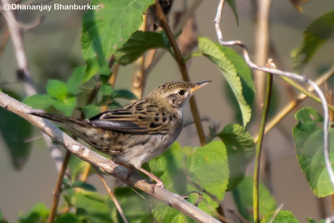 Common Grasshopper Warbler - ML627261314