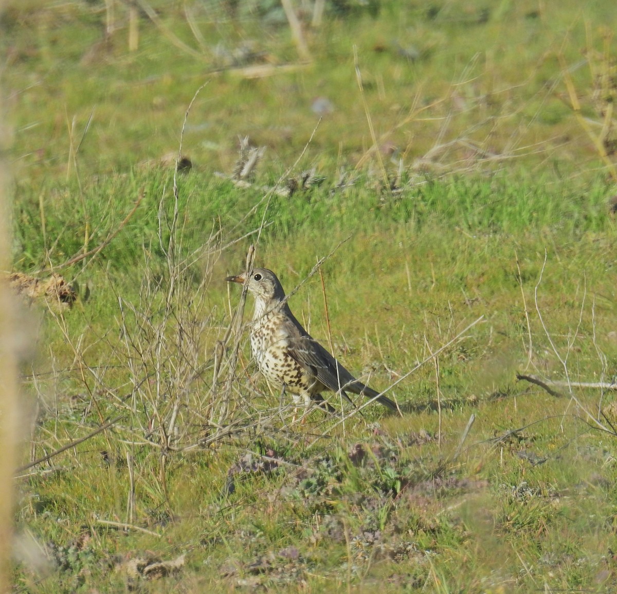 Mistle Thrush - ML627261489