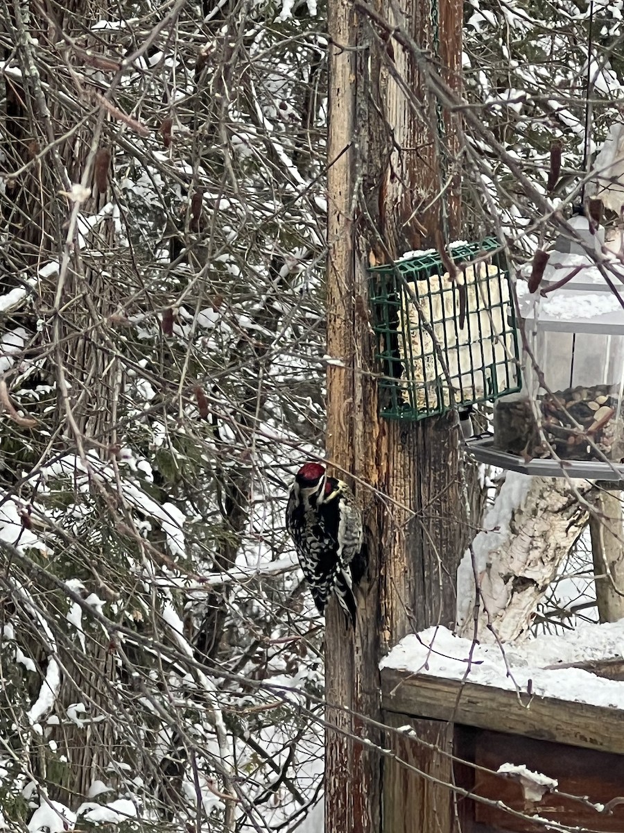 Yellow-bellied Sapsucker - ML627261587