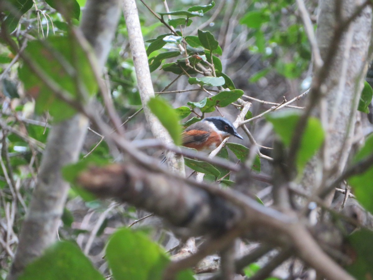 Приріт рудокрилий (підвид capensis) - ML627261597