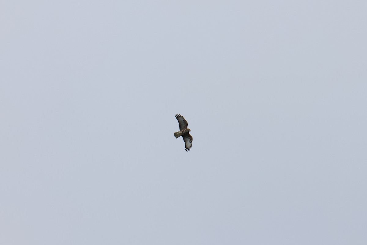 Buteo sp. - ML627261643