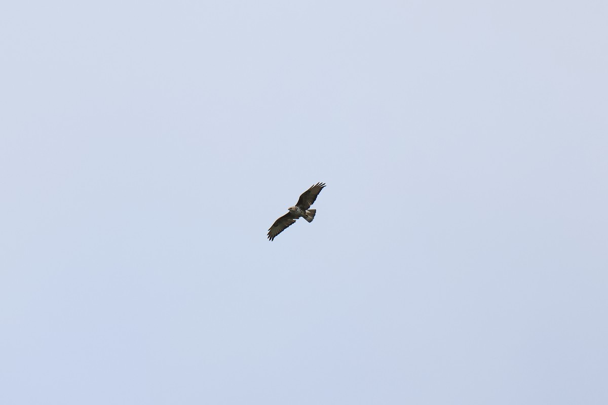Buteo sp. - ML627261644