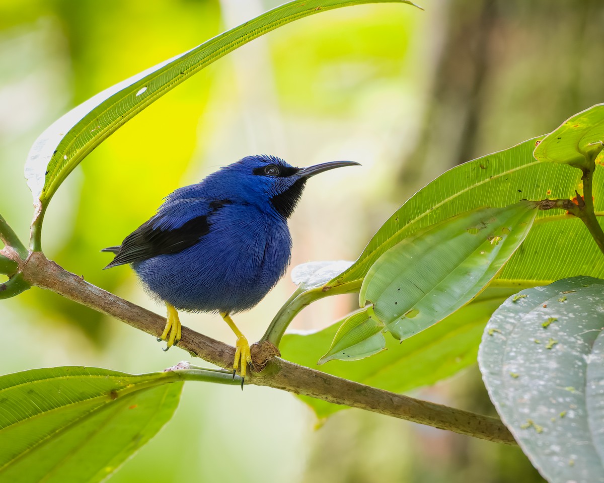 Purple Honeycreeper - ML627261660