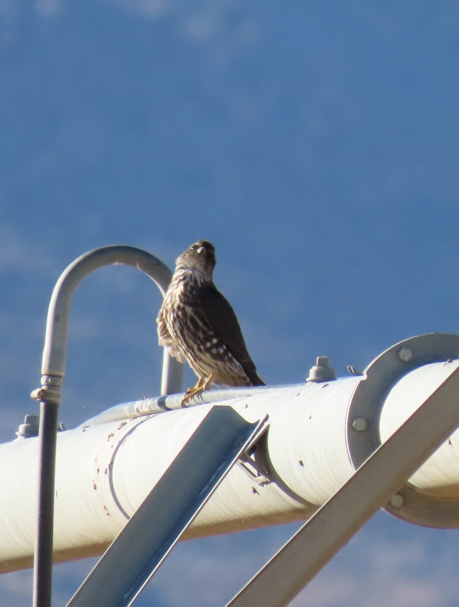 Merlin - ML627261946