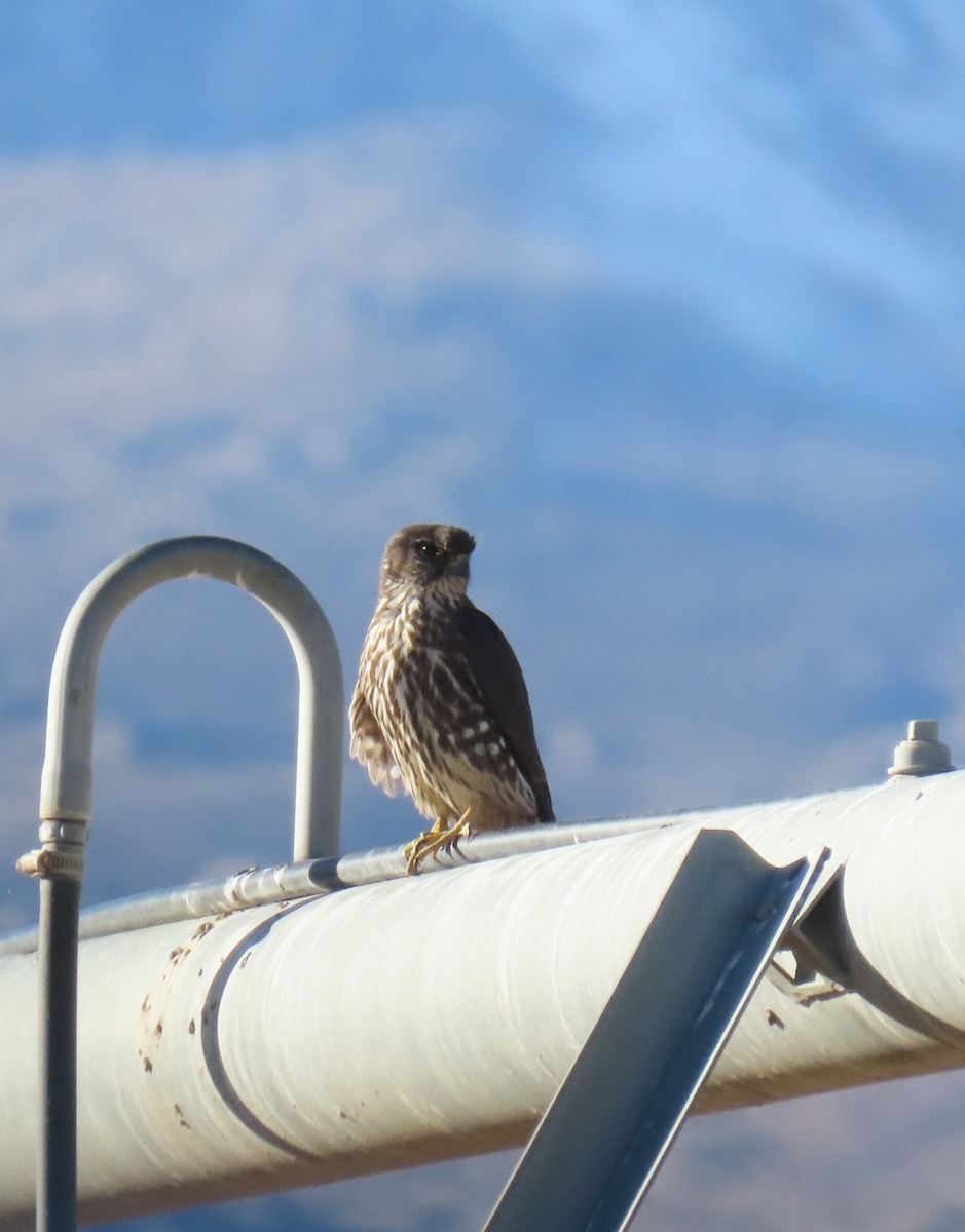 Merlin - ML627261947