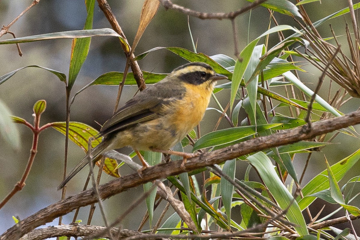 Three-striped Hemispingus - ML627261987