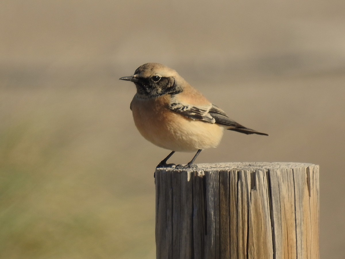 Desert Wheatear - ML627262027