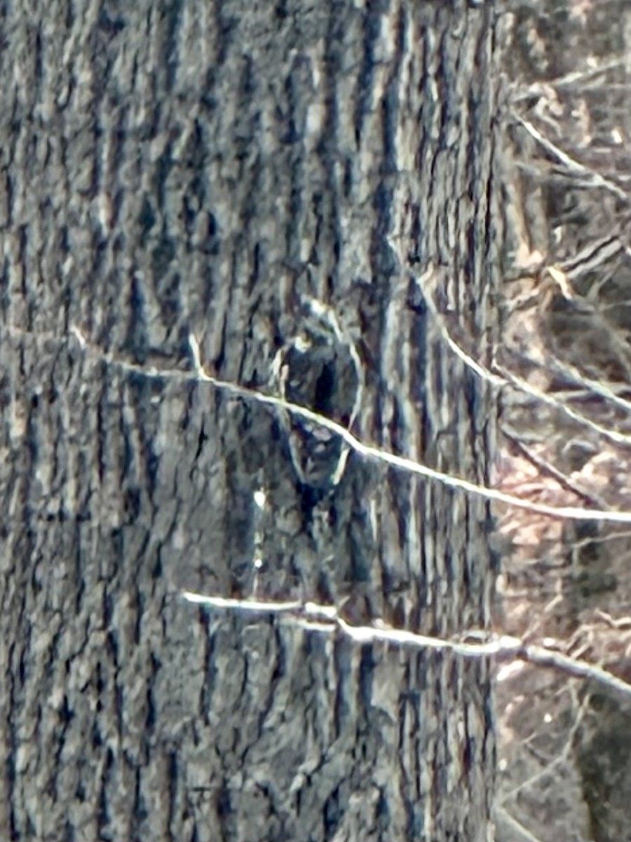 Yellow-bellied Sapsucker - ML627262158