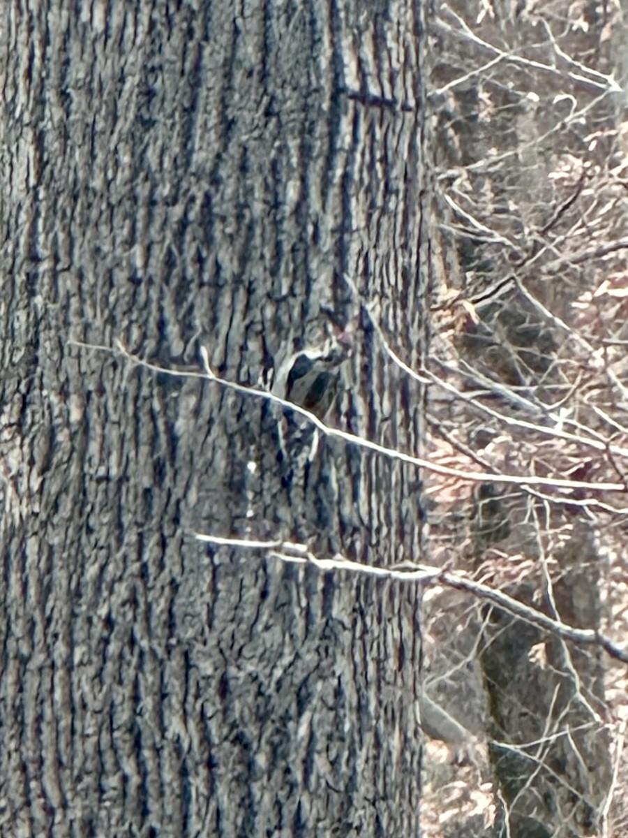 Yellow-bellied Sapsucker - ML627262159