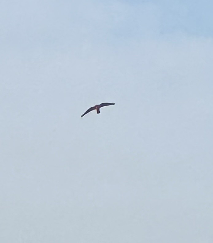 American Kestrel - ML627262177