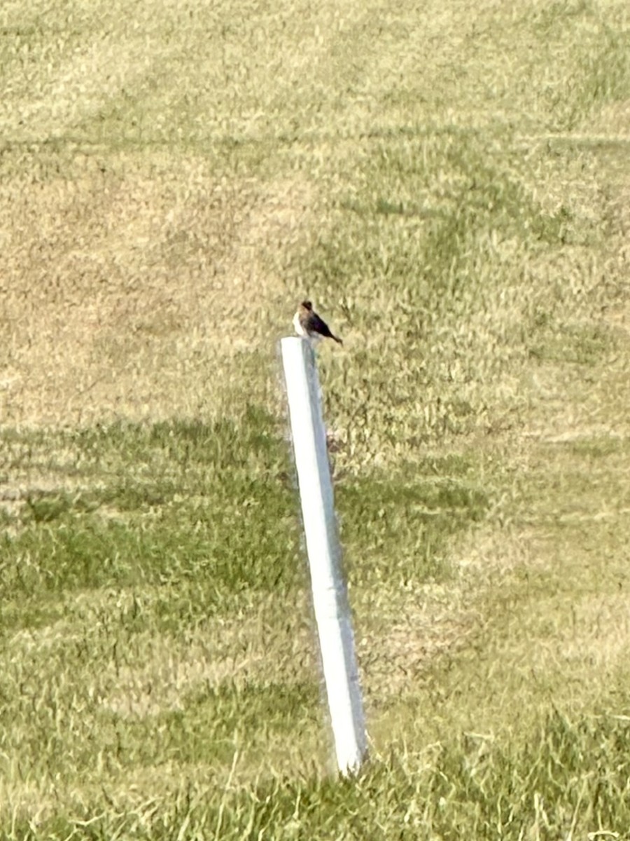 American Kestrel - ML627262178