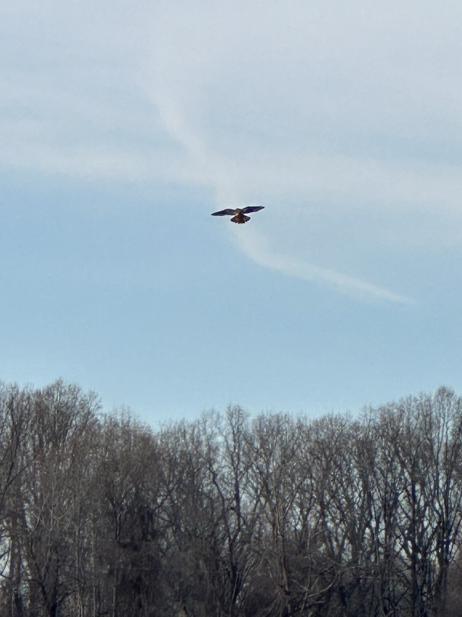 American Kestrel - ML627262179