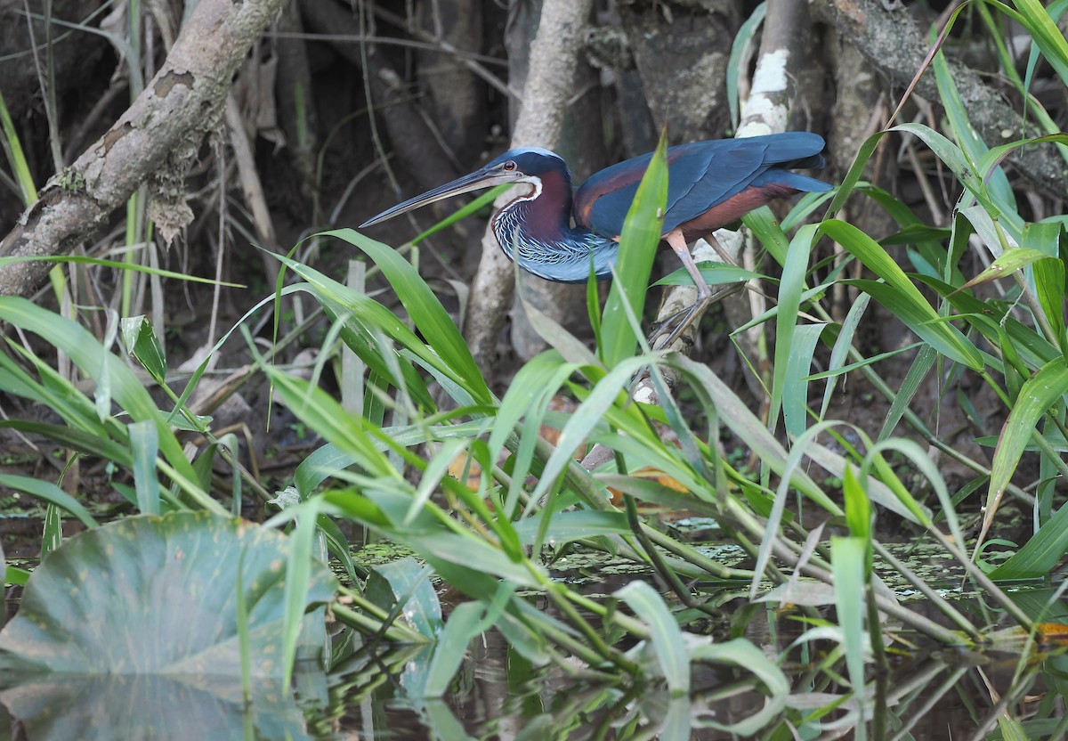 Agami Heron - ML627262195