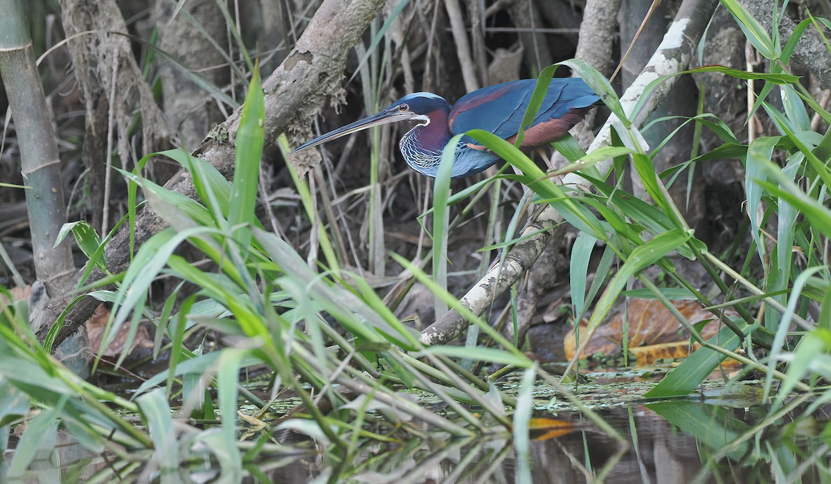 Agami Heron - ML627262198