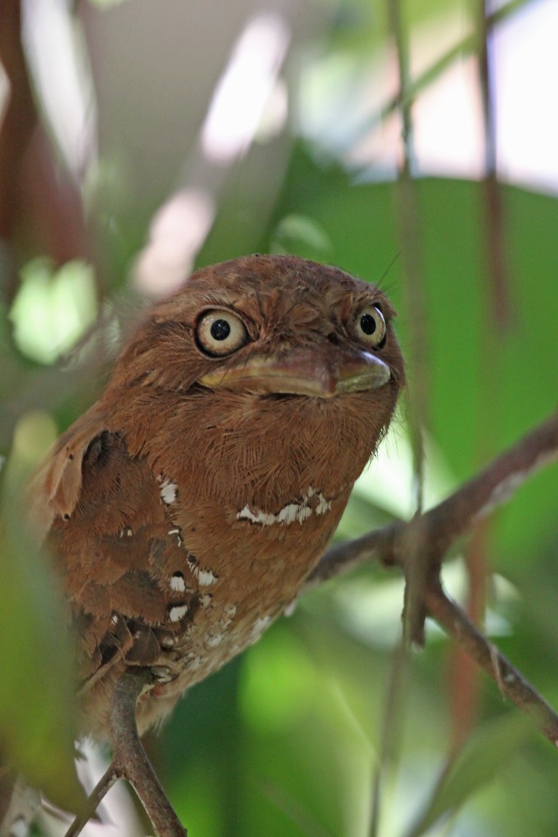 Sri Lanka Frogmouth - ML627262213
