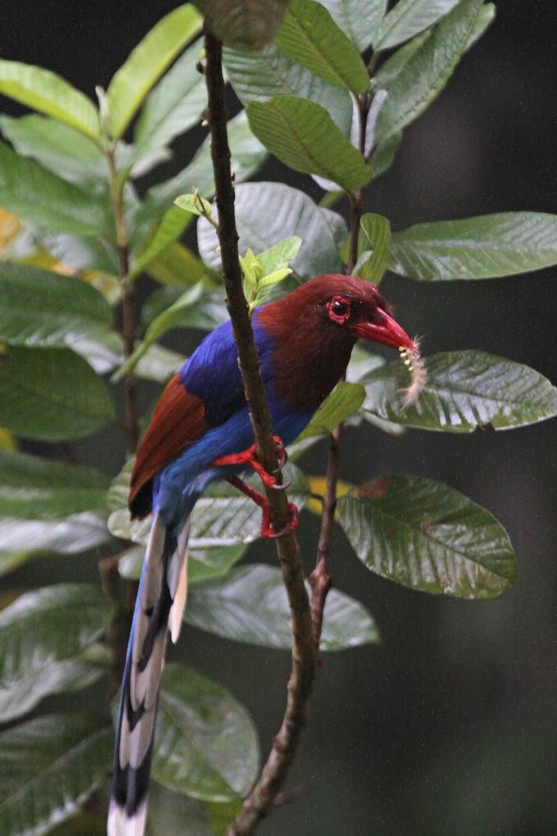 Sri Lanka Blue-Magpie - ML627262222