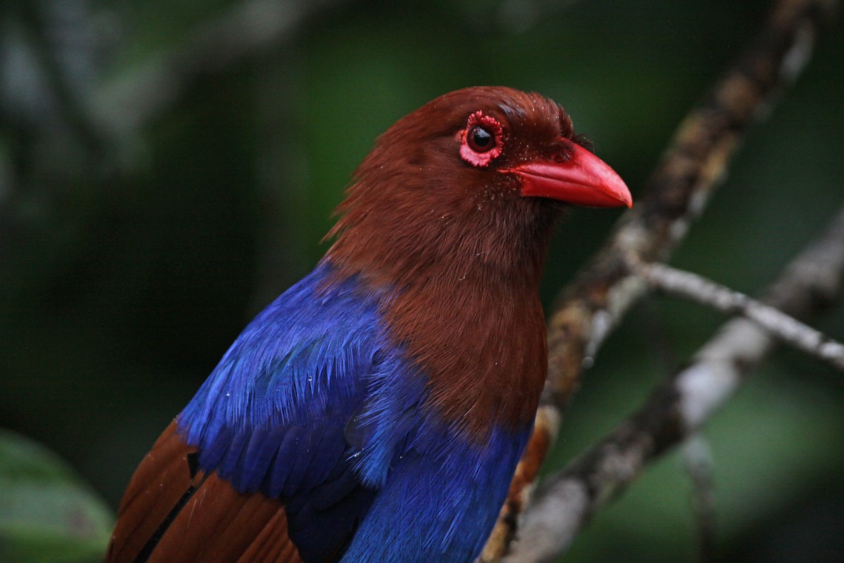 Sri Lanka Blue-Magpie - ML627262242