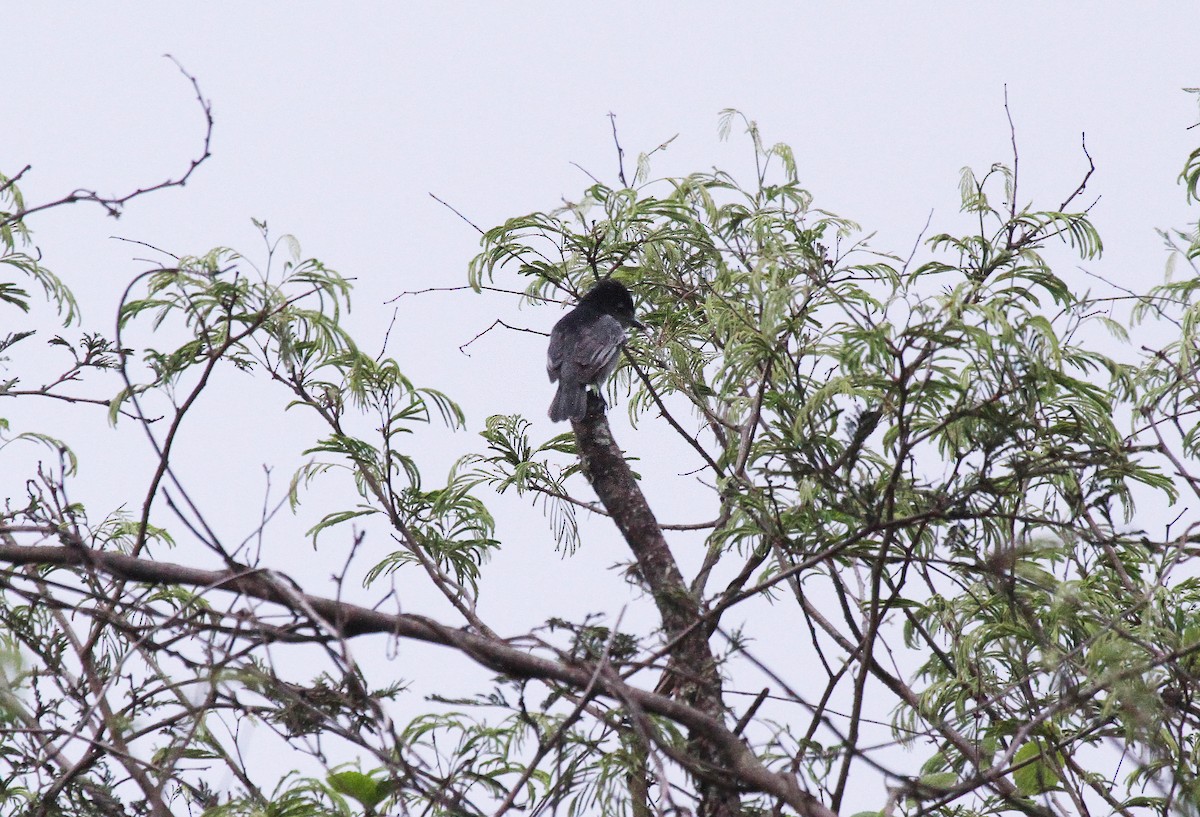 Slaty Becard - ML627262274