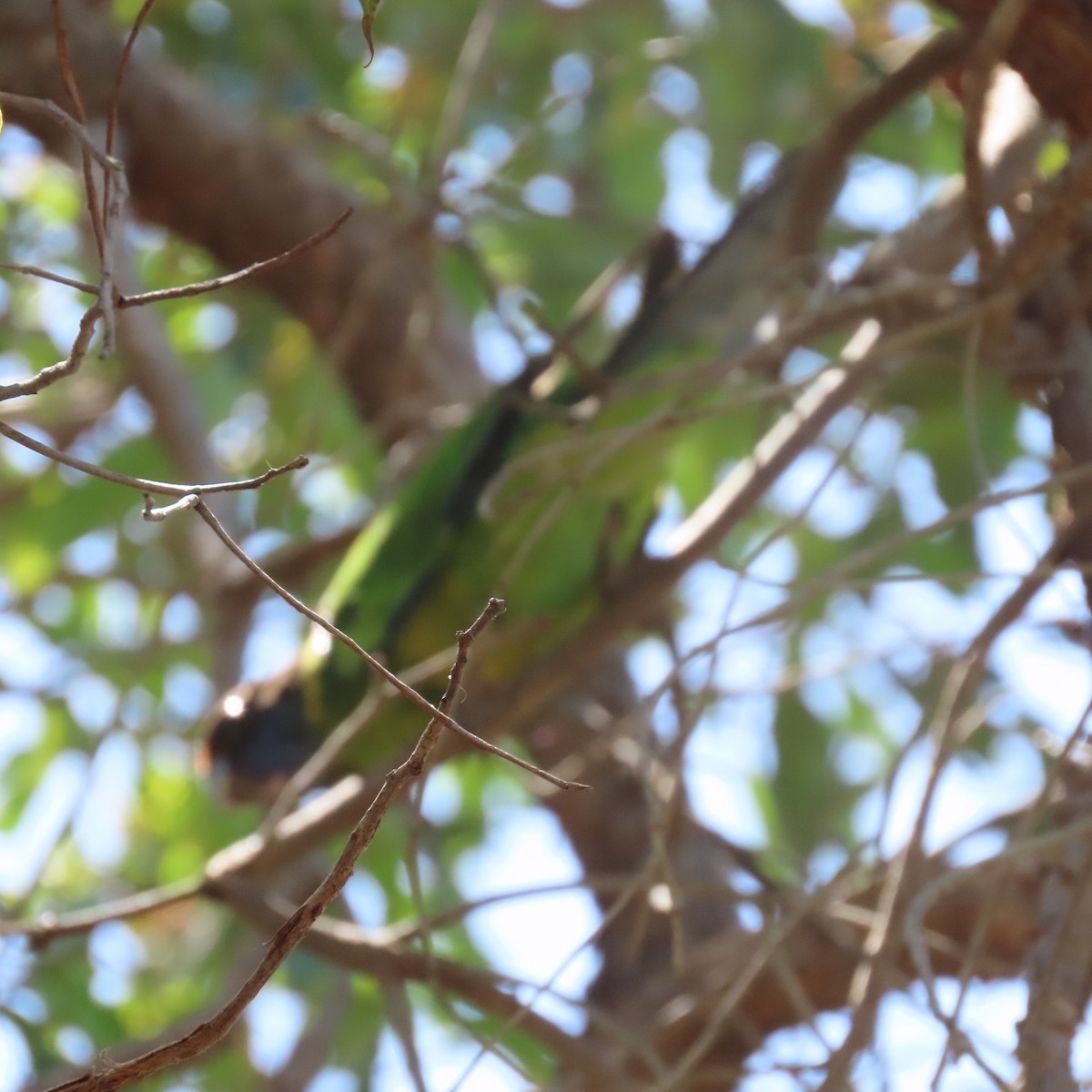 Australian Ringneck - ML627262291