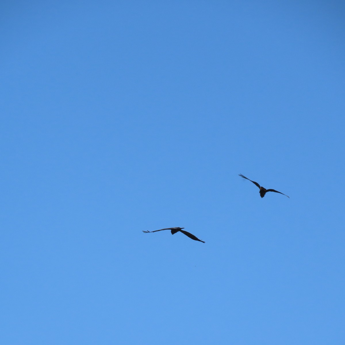 Red-tailed Black-Cockatoo - ML627262304