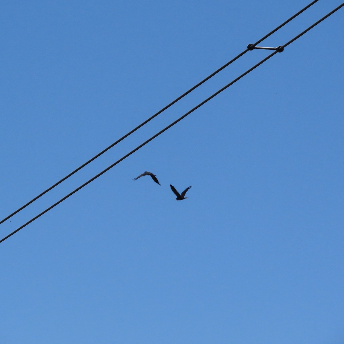 Red-tailed Black-Cockatoo - ML627262309