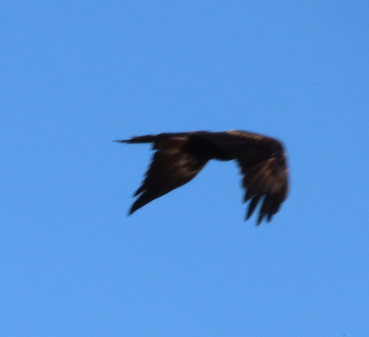 Wedge-tailed Eagle - ML627262333