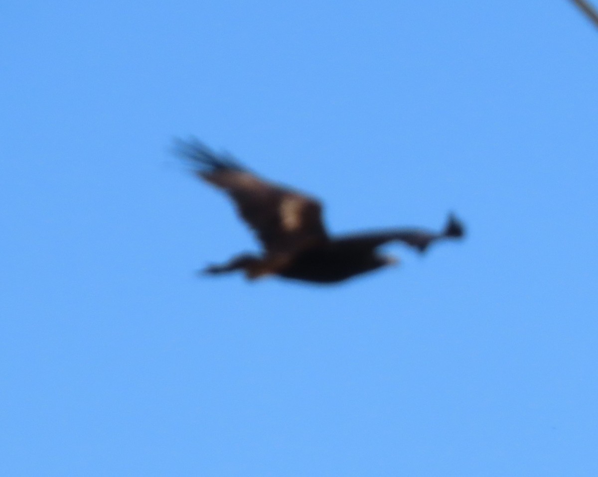 Wedge-tailed Eagle - ML627262335