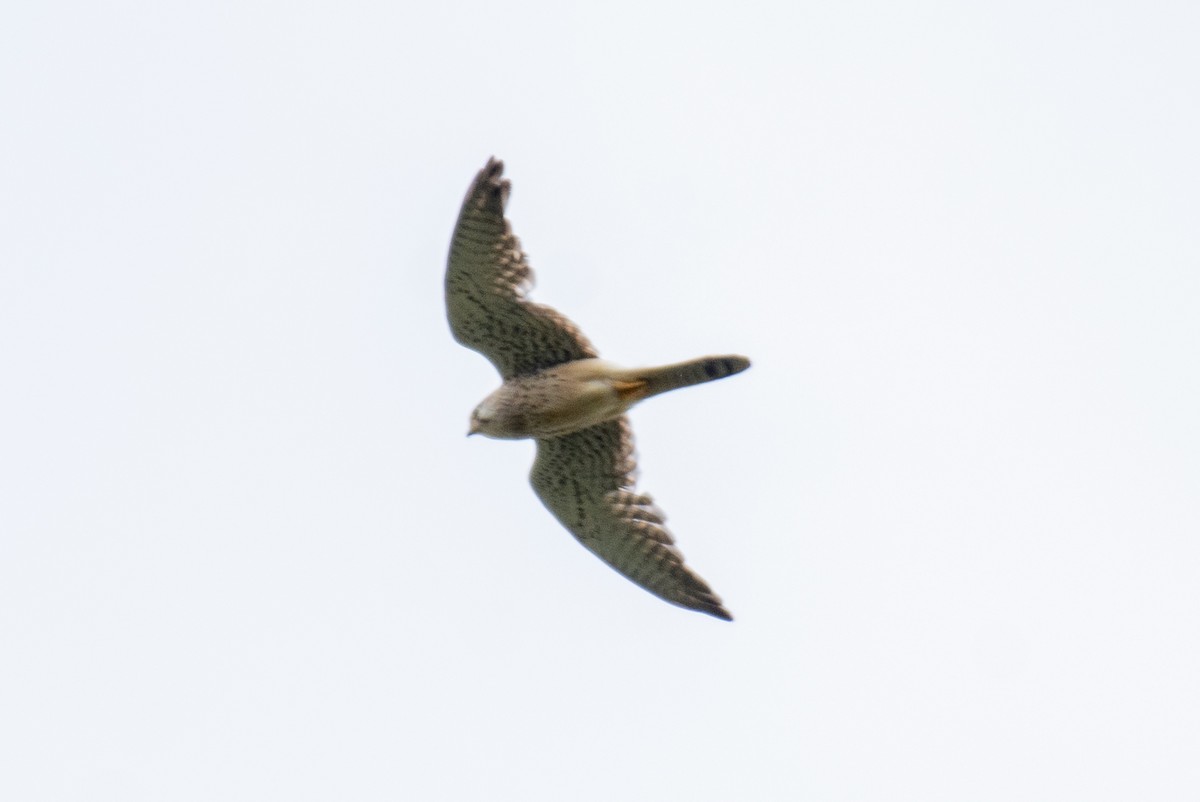 Eurasian Kestrel - ML627262352