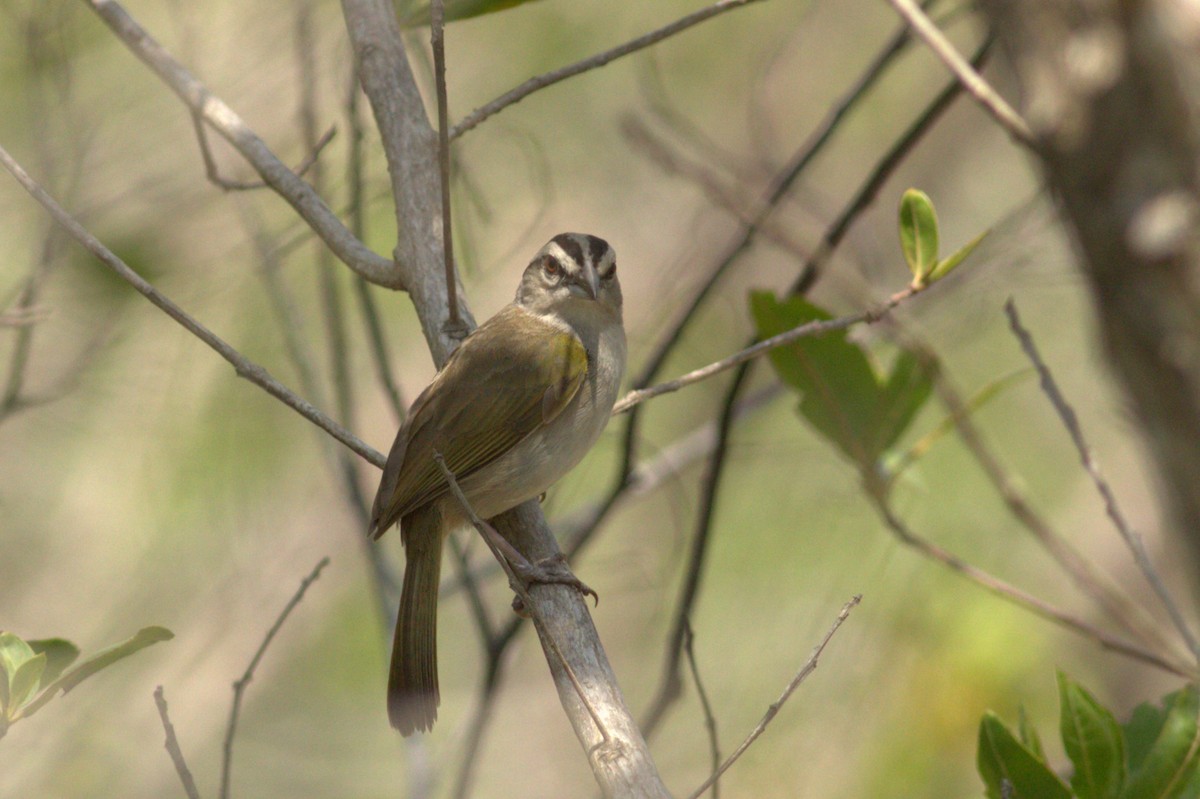 Tocuyo Sparrow - ML627262445