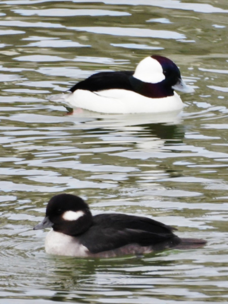 Bufflehead - ML627262457