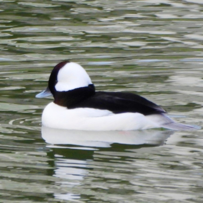 Bufflehead - ML627262459