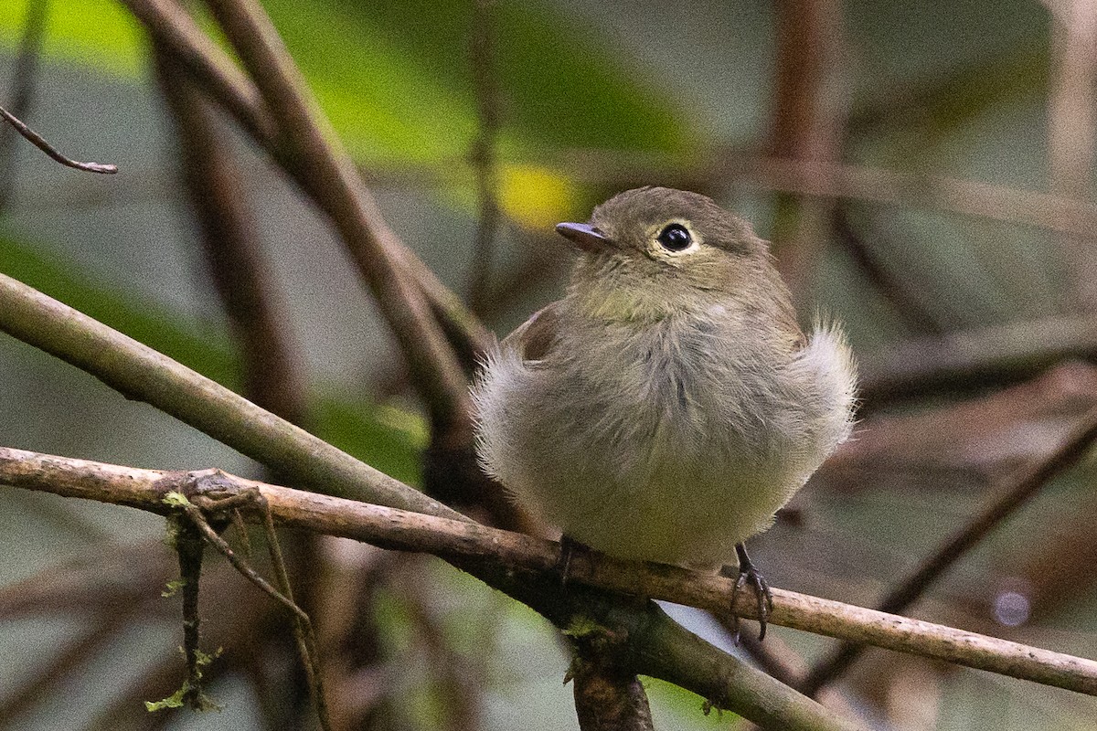 Unadorned Flycatcher - ML627262506
