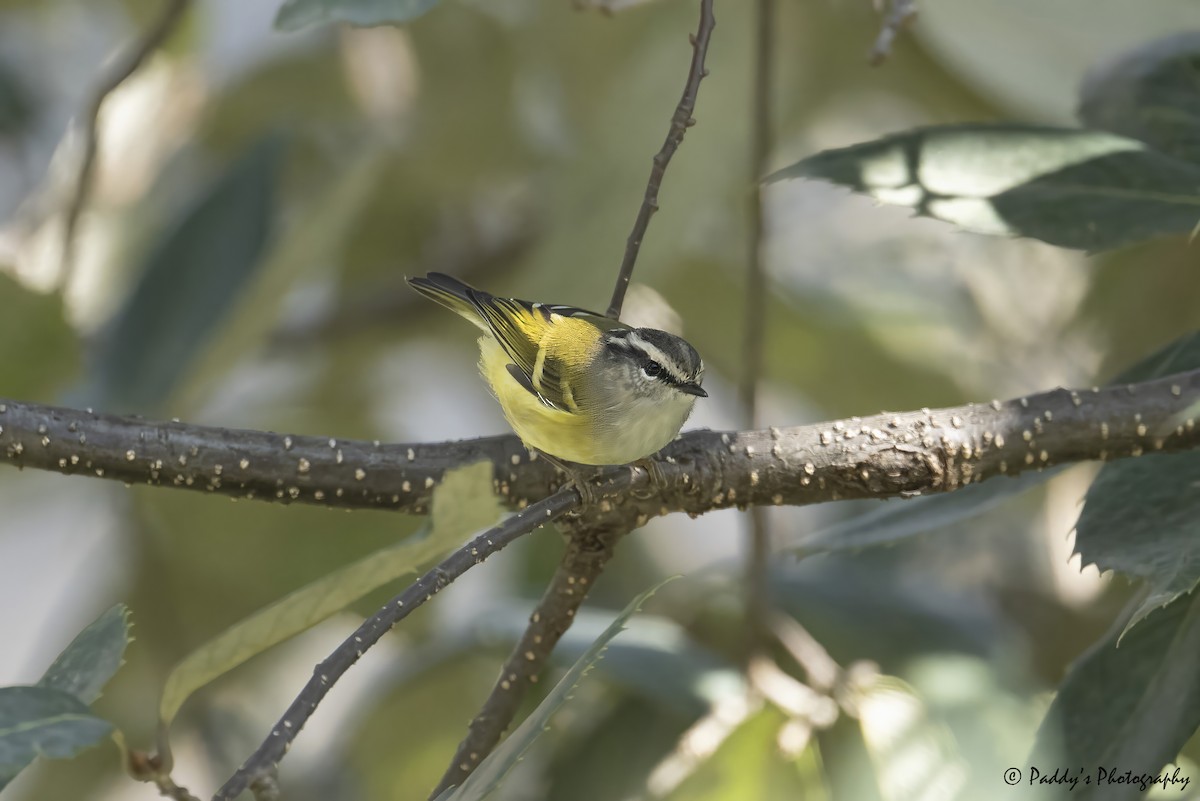 Ashy-throated Warbler - ML627262558