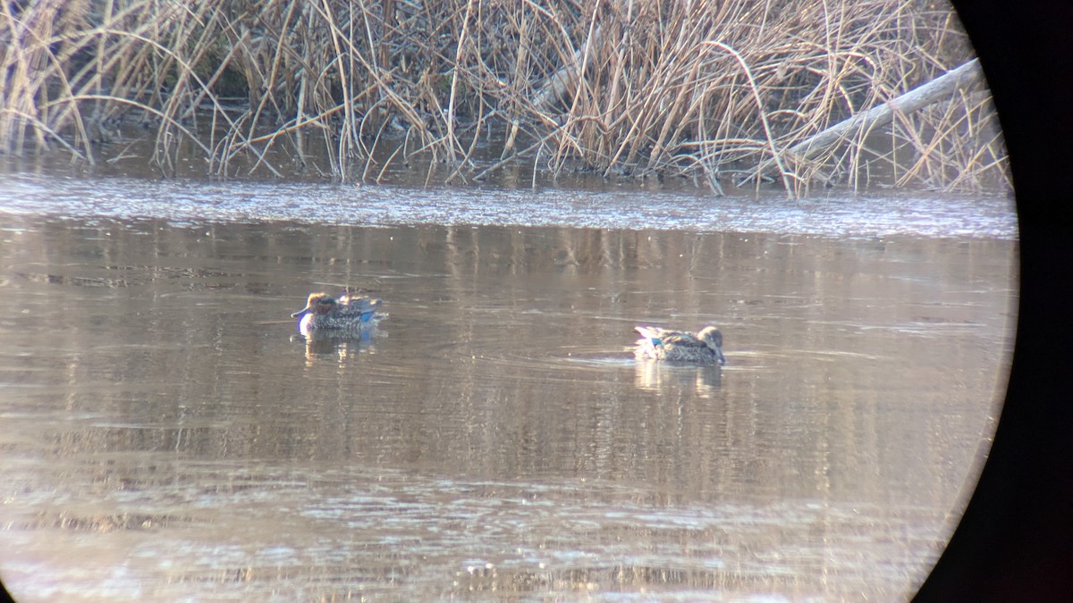 čírka obecná - ML627262665