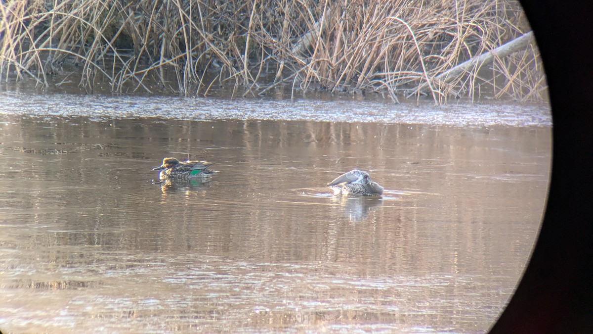 čírka obecná - ML627262666