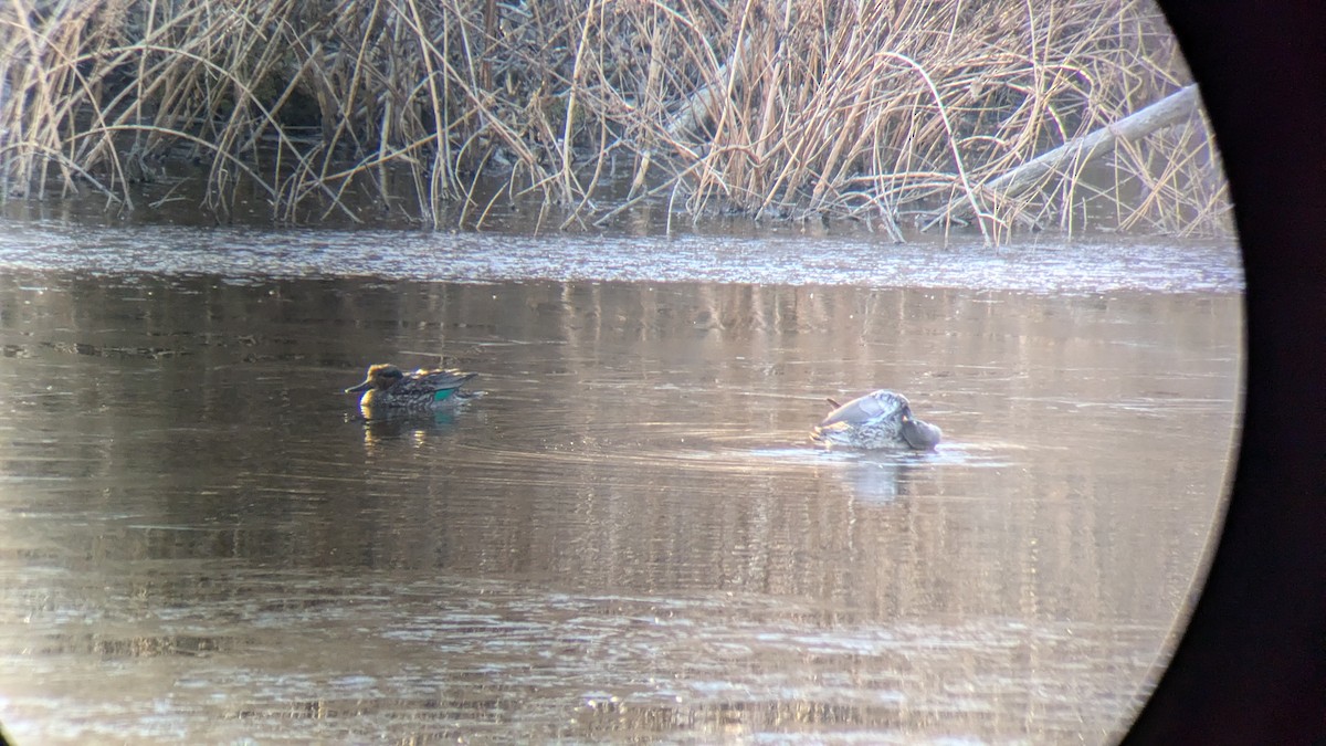 čírka obecná - ML627262667