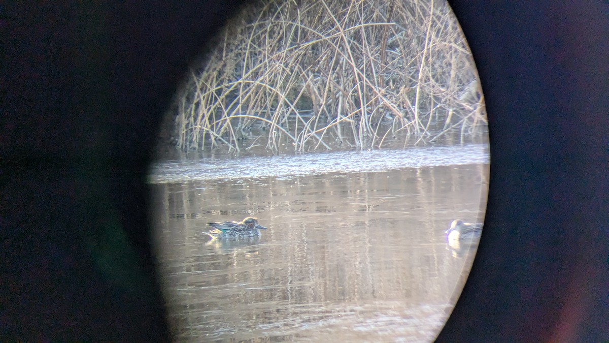 čírka obecná - ML627262668