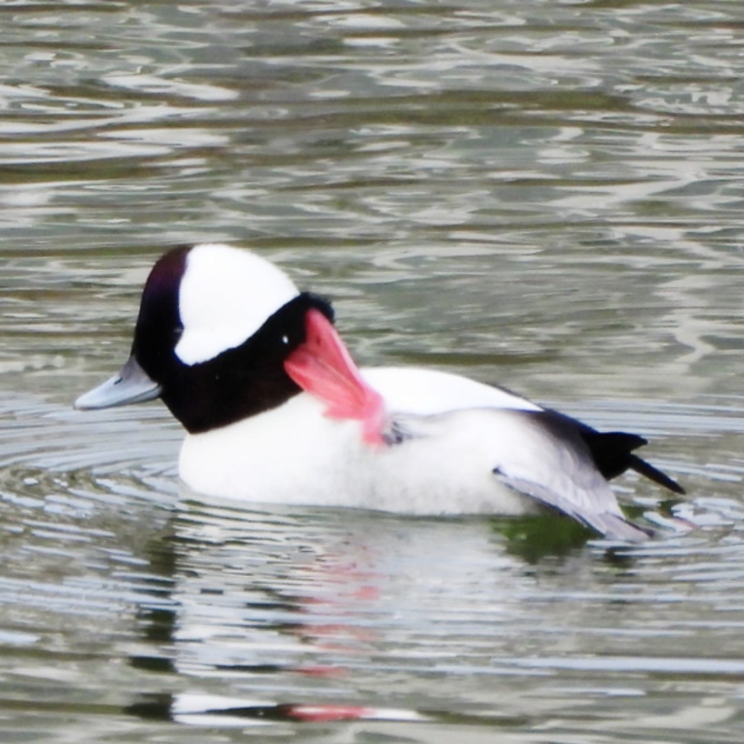 Bufflehead - ML627262679