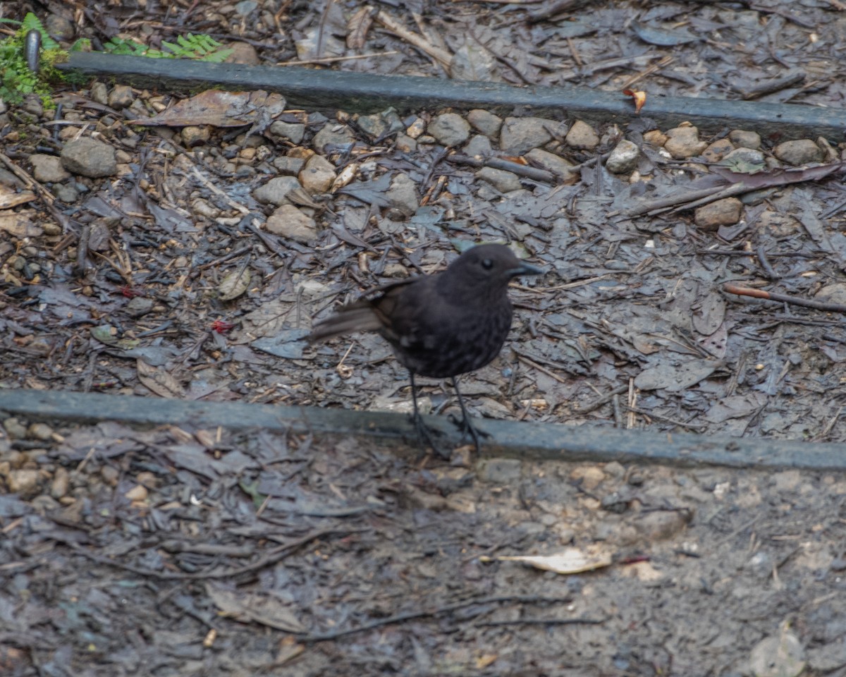 Bornean Whistling-Thrush - ML627262690