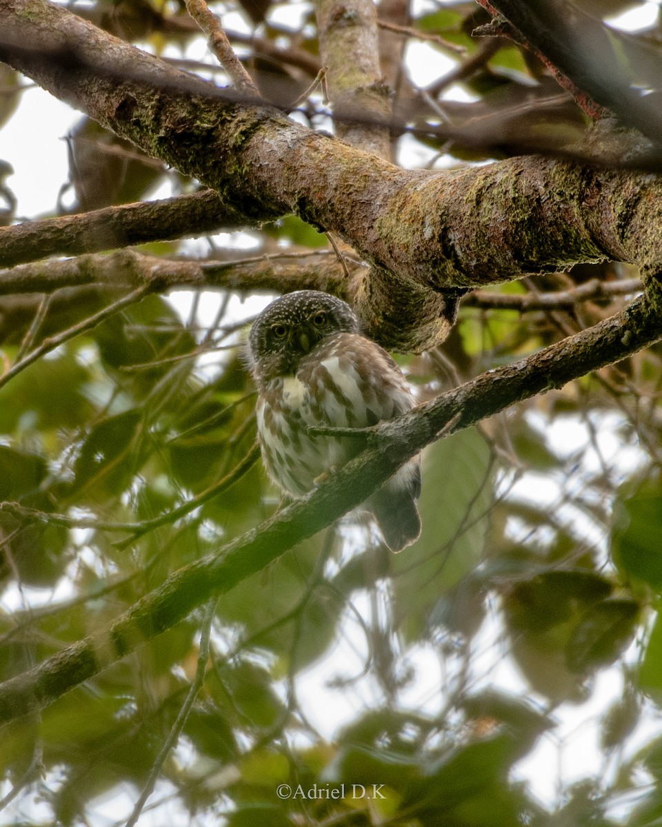Sunda Owlet - ML627262768