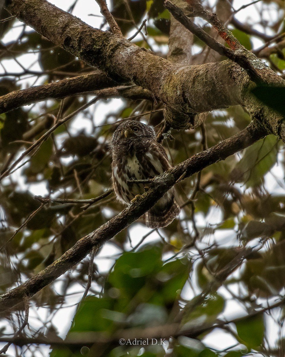 Sunda Owlet - ML627262770