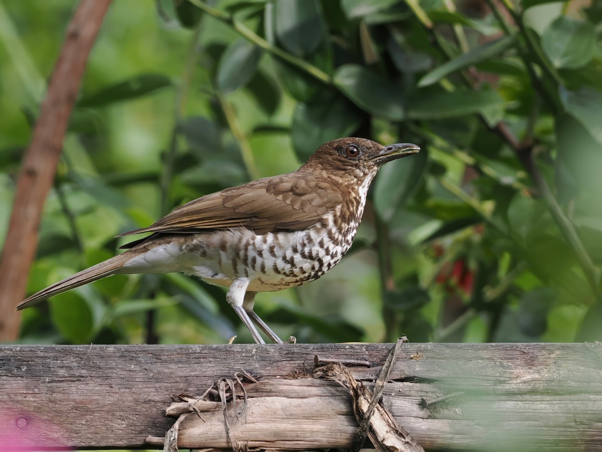 Marañon Thrush - ML627262828