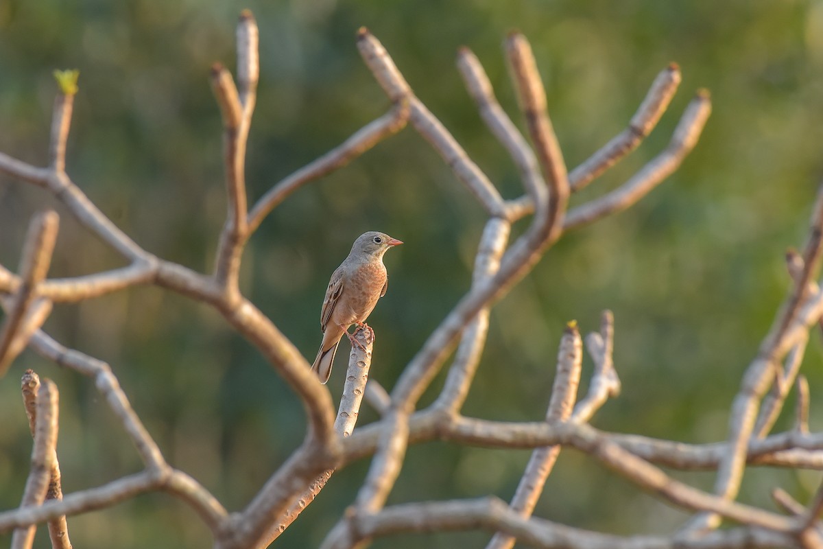 Gray-necked Bunting - ML627262835