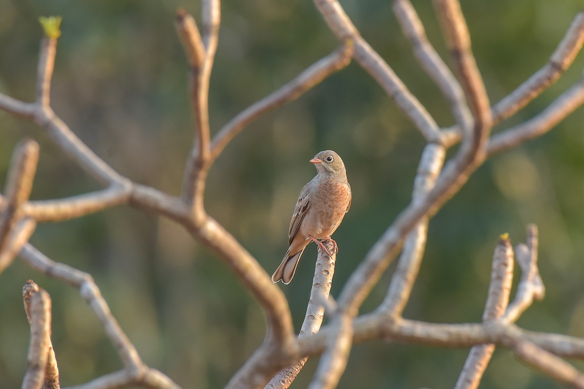 Gray-necked Bunting - ML627262870