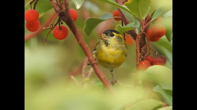 Eurasian Siskin - ML627262901