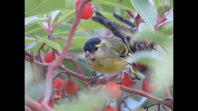 Eurasian Siskin - ML627262902