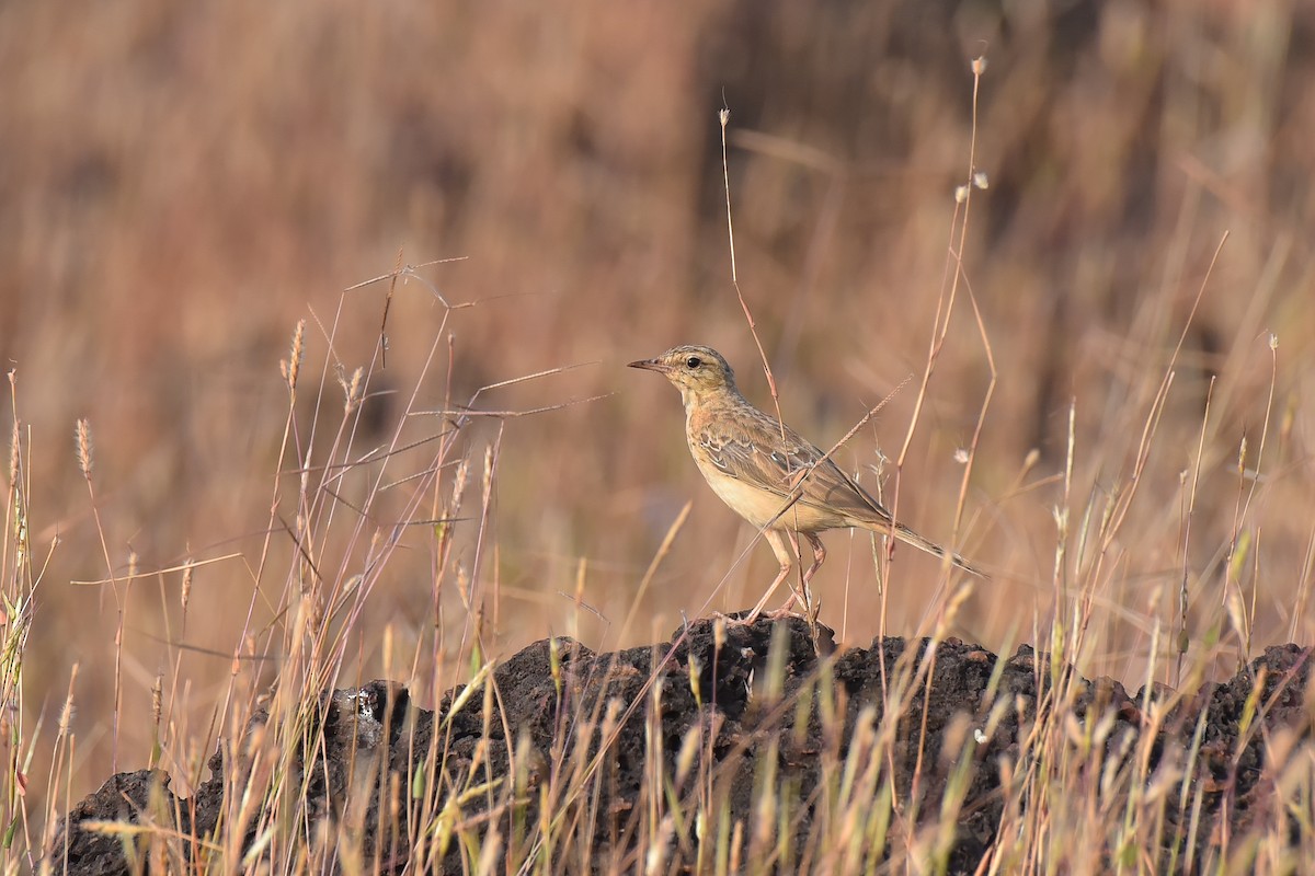 Tawny Pipit - ML627262909