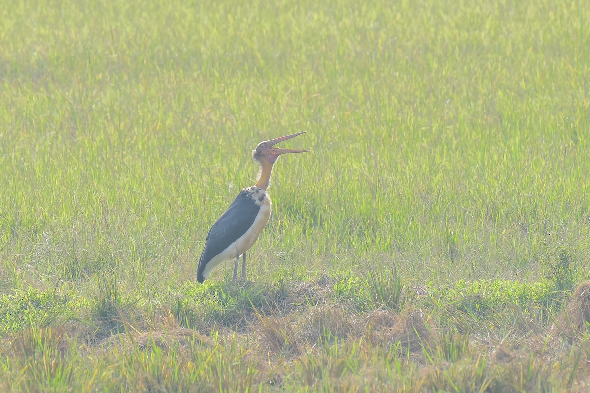 Lesser Adjutant - ML627263068