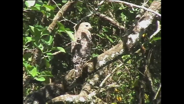 Red-shouldered Hawk - ML627263139